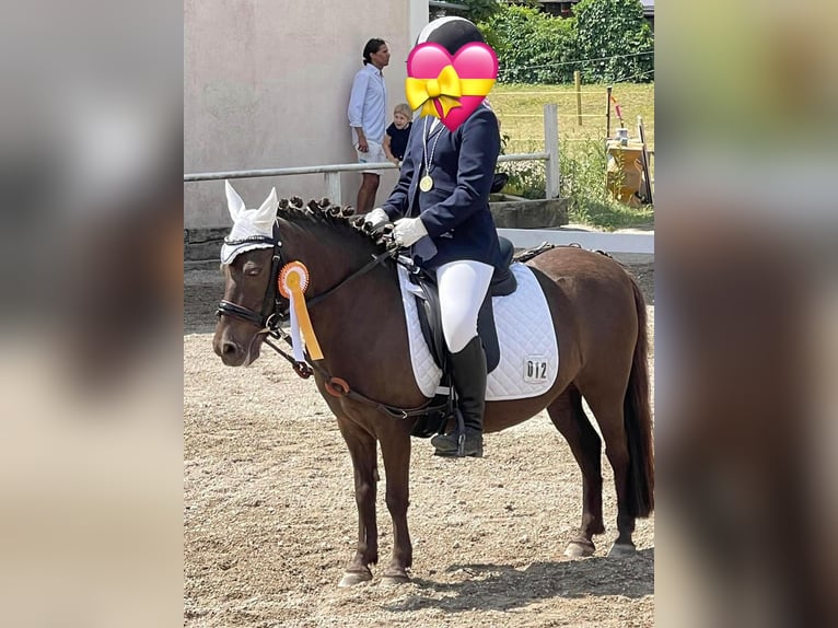 Shetland Ponys Merrie 15 Jaar 105 cm Donkere-vos in München