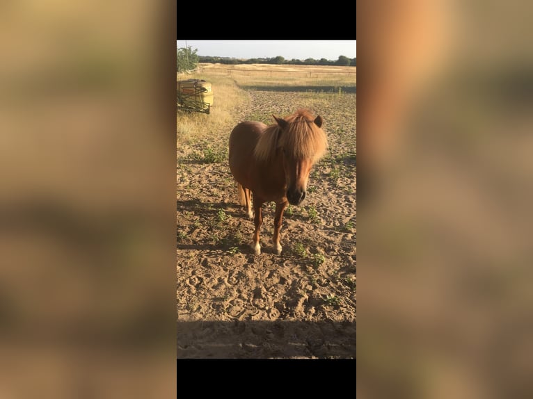Shetland Ponys Merrie 15 Jaar 105 cm Vos in Riesa