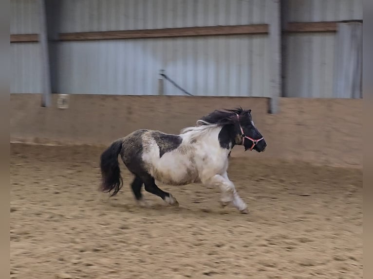 Shetland Ponys Merrie 15 Jaar 106 cm Gevlekt-paard in Mülheim an der Ruhr