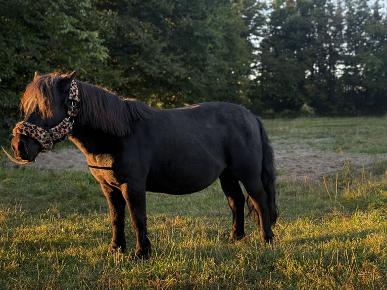 Shetland Ponys Merrie 15 Jaar 110 cm Zwart in Krugsdorf