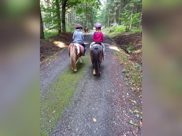 Shetland Ponys Merrie 15 Jaar 85 cm Gevlekt-paard in Oelsnitz