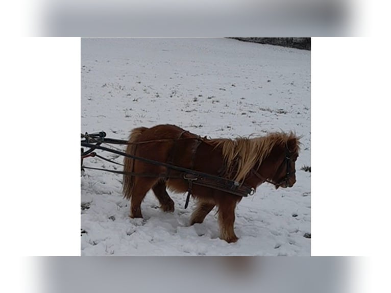 Shetland Ponys Merrie 15 Jaar 85 cm Vos in Wolfegg