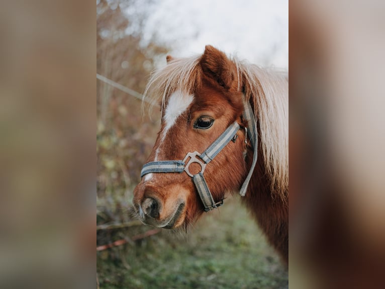 Shetland Ponys Merrie 15 Jaar 85 cm Vos in Wolfegg