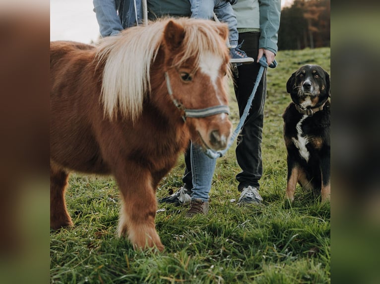 Shetland Ponys Merrie 15 Jaar 85 cm Vos in Wolfegg