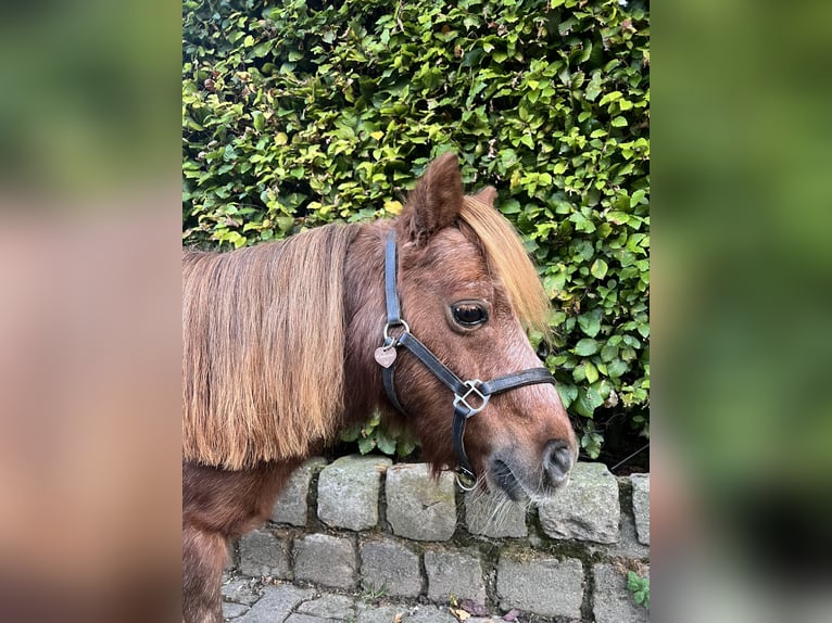 Shetland Ponys Merrie 15 Jaar 88 cm Vos in Hamminkeln