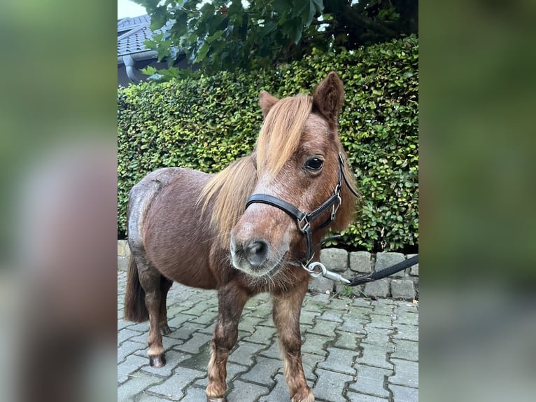 Shetland Ponys Merrie 15 Jaar 88 cm Vos in Hamminkeln