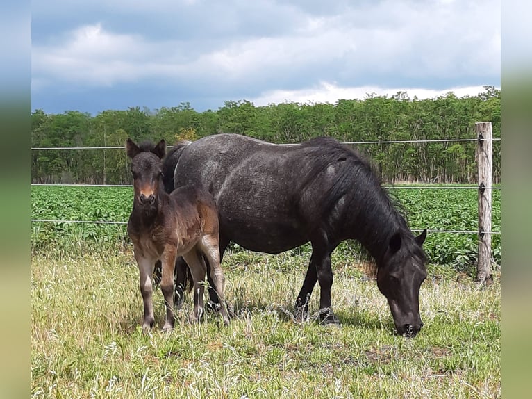 Shetland Ponys Merrie 15 Jaar 97 cm Roan-Blue in Eesergroen