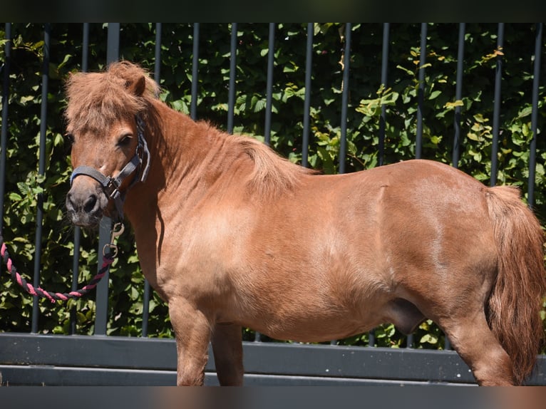 Shetland Ponys Merrie 16 Jaar 100 cm Vos in Achtmaal