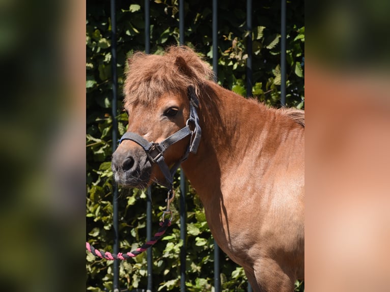 Shetland Ponys Merrie 16 Jaar 100 cm Vos in Achtmaal