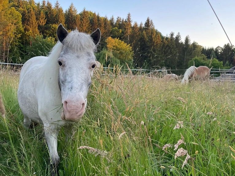 Shetland Ponys Merrie 16 Jaar 106 cm  in Emersacker