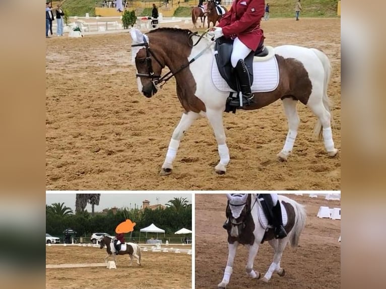 Shetland Ponys Merrie 16 Jaar 118 cm Gevlekt-paard in Lepe