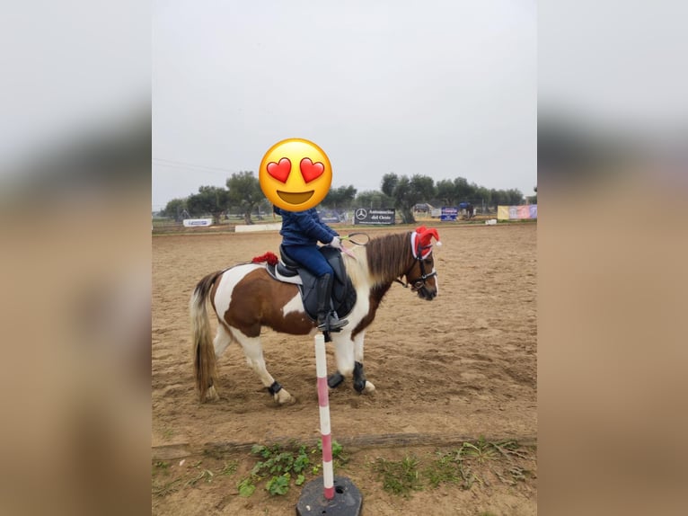 Shetland Ponys Merrie 16 Jaar 118 cm Gevlekt-paard in Lepe