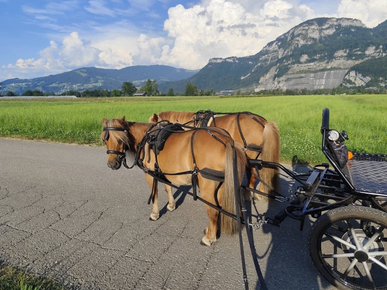 Shetland Ponys Merrie 16 Jaar 80 cm Vos in Fraxern