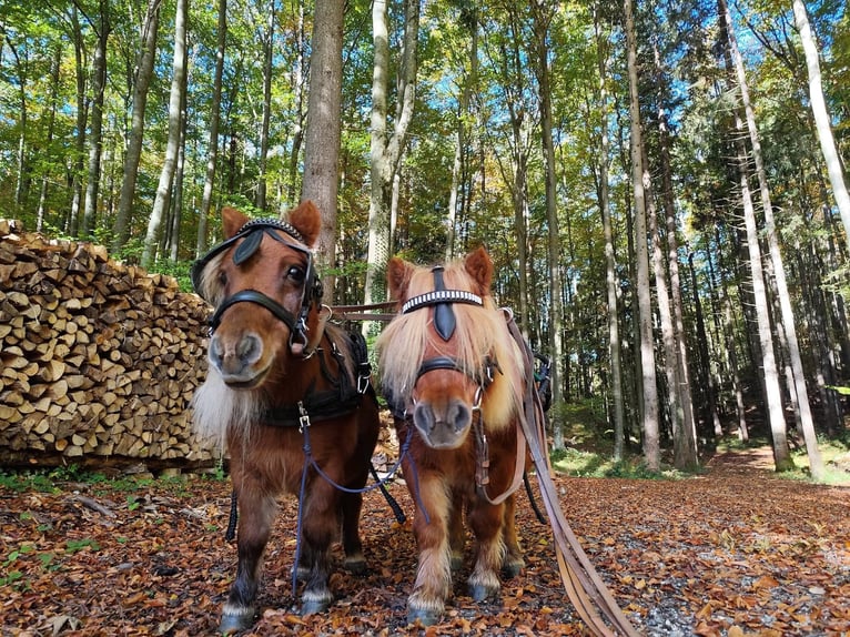 Shetland Ponys Merrie 16 Jaar 80 cm Vos in Fraxern