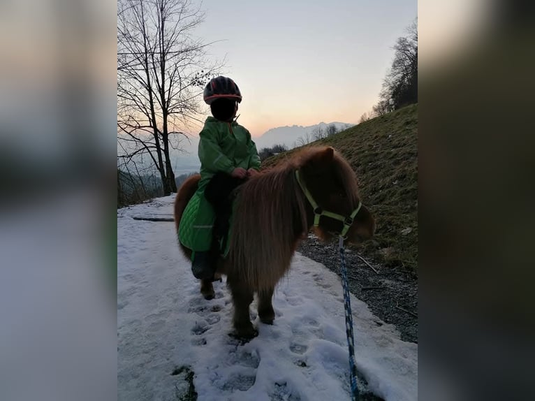 Shetland Ponys Merrie 16 Jaar 80 cm Vos in Fraxern