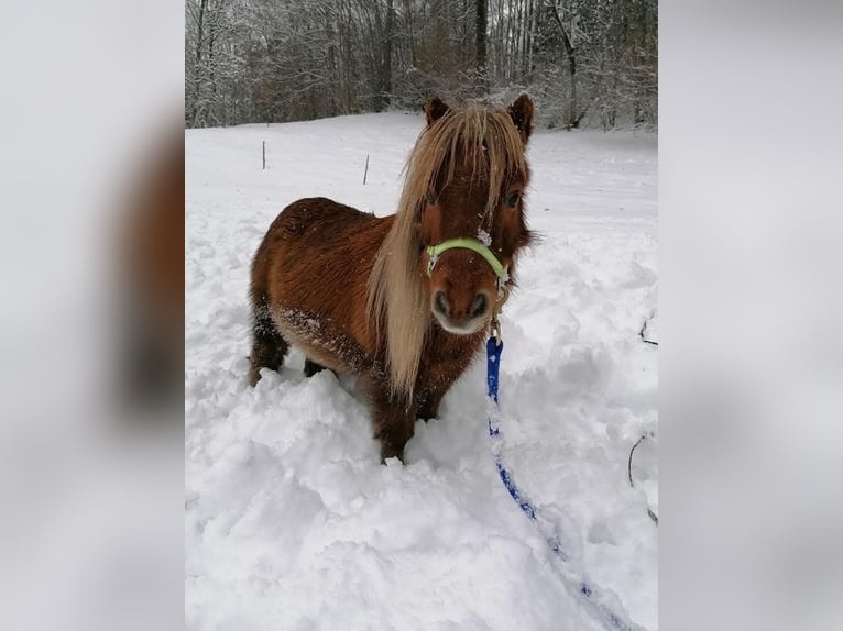 Shetland Ponys Merrie 16 Jaar 80 cm Vos in Fraxern