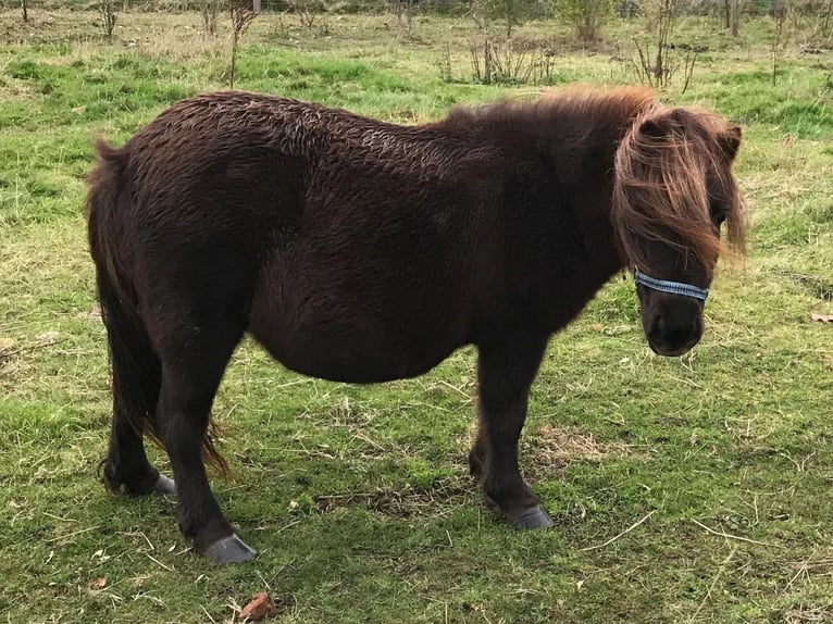 Shetland Ponys Merrie 16 Jaar 85 cm Donkerbruin in Süderlügum