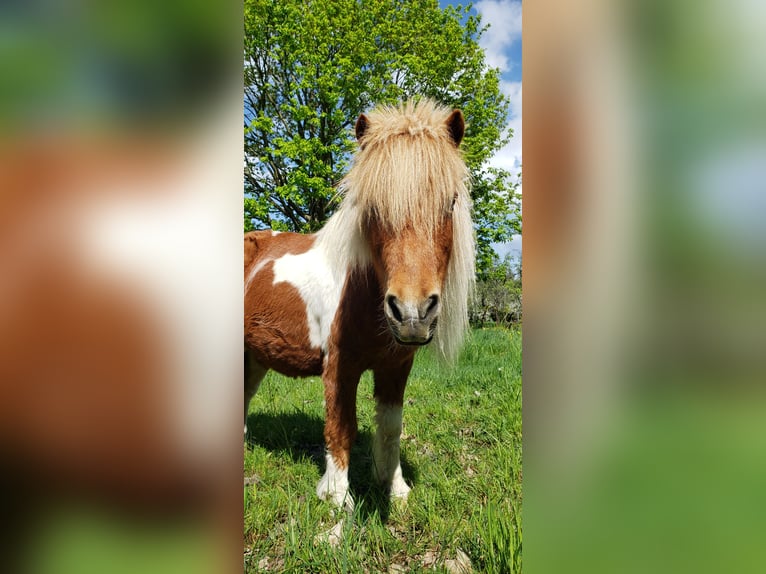 Shetland Ponys Merrie 16 Jaar 90 cm Brown Falb schimmel in Hohenleipisch