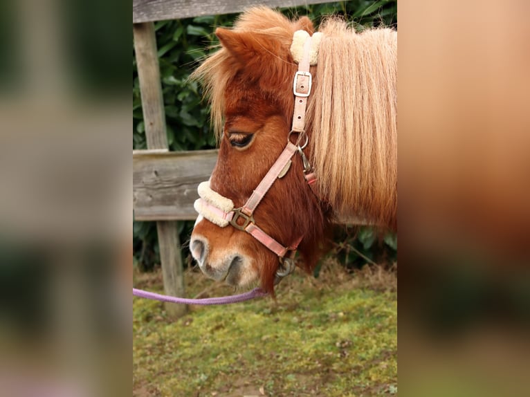 Shetland Ponys Mix Merrie 16 Jaar 95 cm Vos in Neunkirchen-Seelscheid