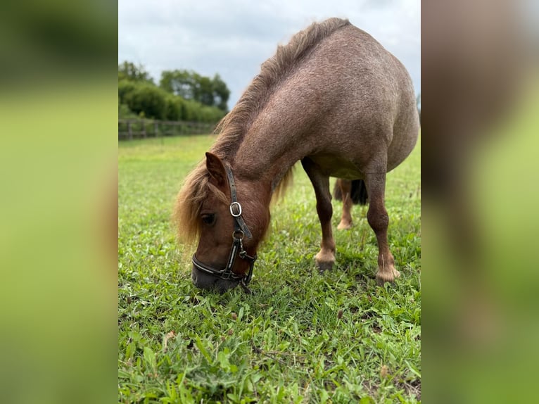 Shetland Ponys Merrie 16 Jaar  in Friedberg