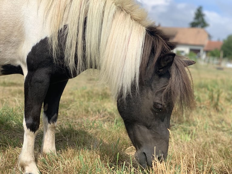 Shetland Ponys Merrie 17 Jaar 100 cm Gevlekt-paard in Laufenburg