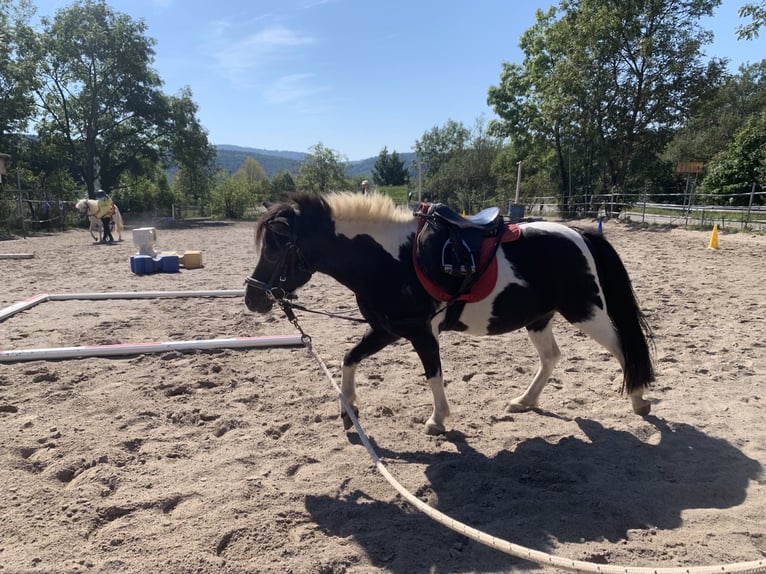 Shetland Ponys Merrie 17 Jaar 100 cm Gevlekt-paard in Laufenburg