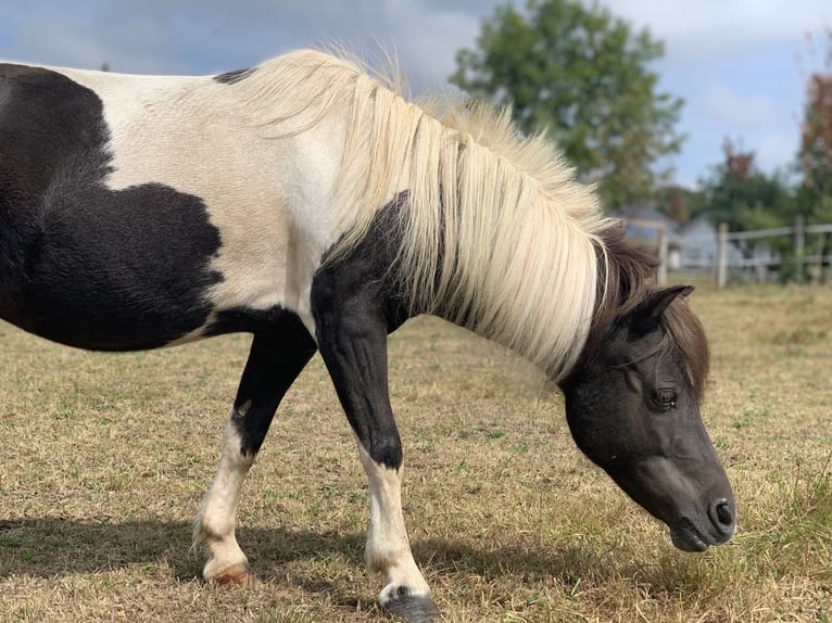 Shetland Ponys Merrie 17 Jaar 100 cm Gevlekt-paard in Laufenburg