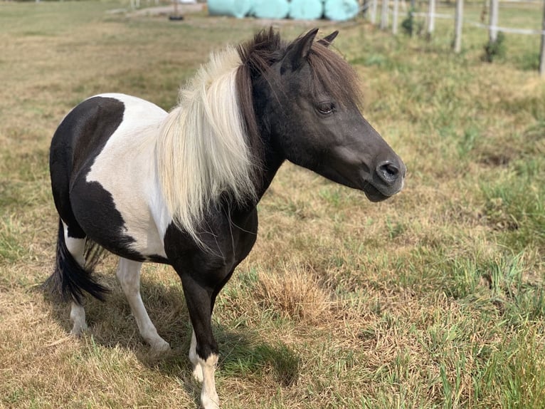 Shetland Ponys Merrie 17 Jaar 100 cm Gevlekt-paard in Laufenburg