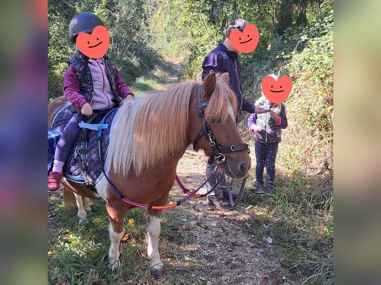 Shetland Ponys Merrie 17 Jaar 105 cm Gevlekt-paard in Grieskirchen