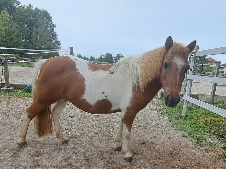 Shetland Ponys Merrie 17 Jaar 105 cm Gevlekt-paard in Grieskirchen