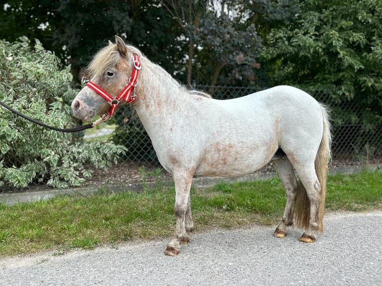 Shetland Ponys Merrie 17 Jaar 90 cm Appaloosa in Ellgau