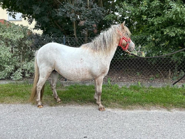Shetland Ponys Merrie 17 Jaar 90 cm Appaloosa in Ellgau