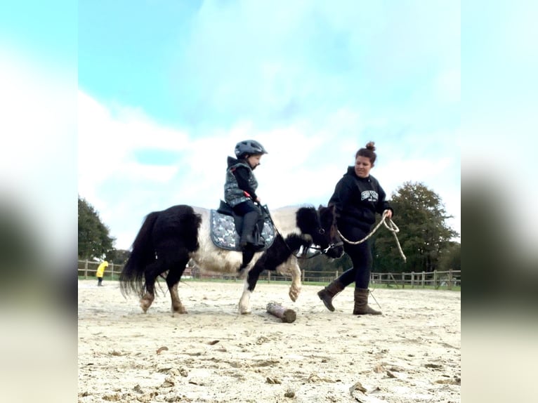 Shetland Ponys Merrie 17 Jaar 92 cm Gevlekt-paard in Halle