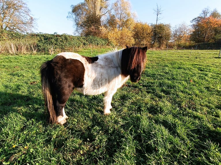 Shetland Ponys Merrie 17 Jaar 92 cm Gevlekt-paard in Kiel