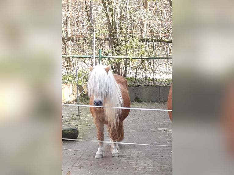 Shetland Ponys Merrie 17 Jaar 98 cm Vos in Wehrheim