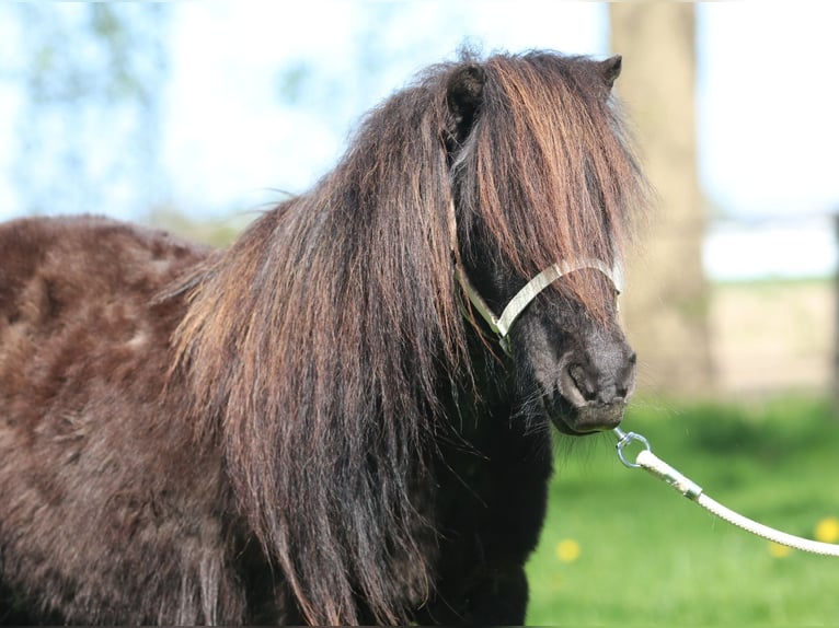 Shetland Ponys Merrie 17 Jaar Vos in Emmeloord
