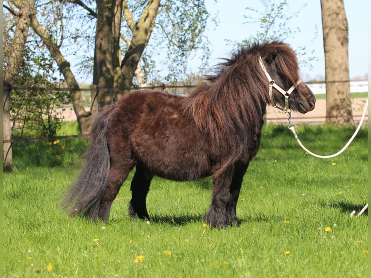 Shetland Ponys Merrie 17 Jaar Vos in Emmeloord