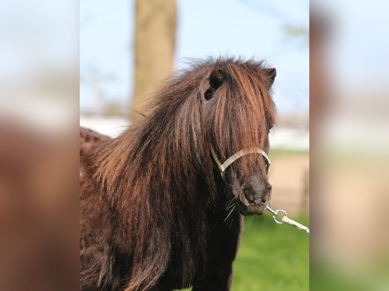Shetland Ponys Merrie 17 Jaar Vos in Emmeloord