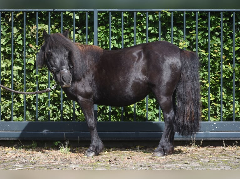 Shetland Ponys Merrie 18 Jaar 101 cm Zwart in Achtmaal