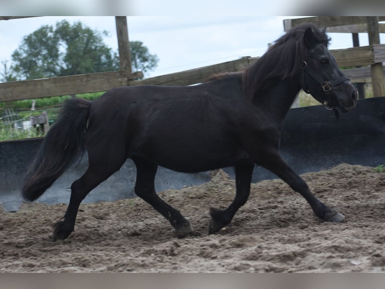 Shetland Ponys Merrie 18 Jaar 101 cm Zwart in Achtmaal