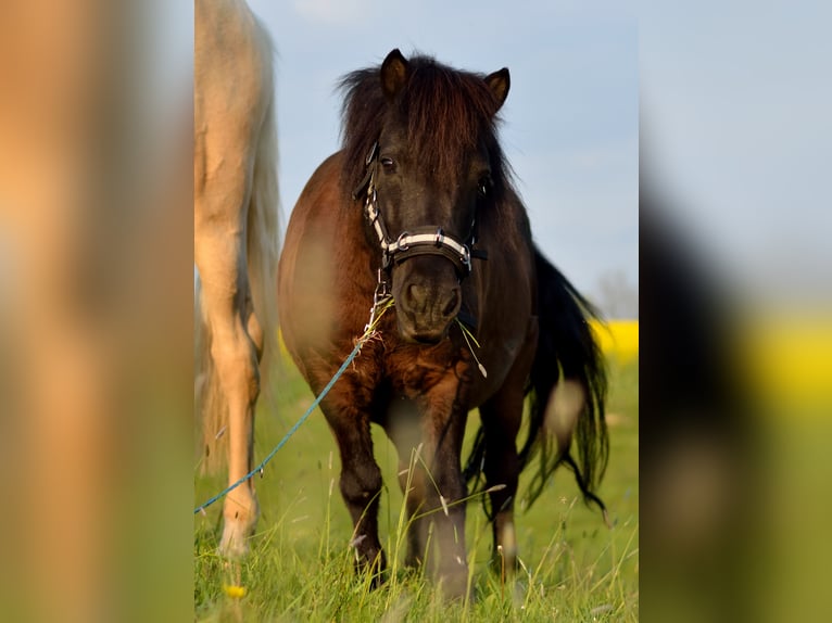 Shetland Ponys Merrie 18 Jaar 105 cm Zwart in Ebersbach