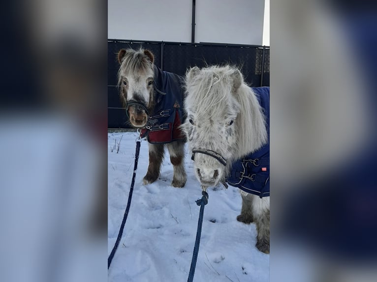 Shetland Ponys Merrie 18 Jaar 85 cm Appaloosa in Wuustwezel