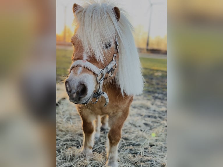 Shetland Ponys Merrie 18 Jaar 85 cm Champagne in RhedeRhede