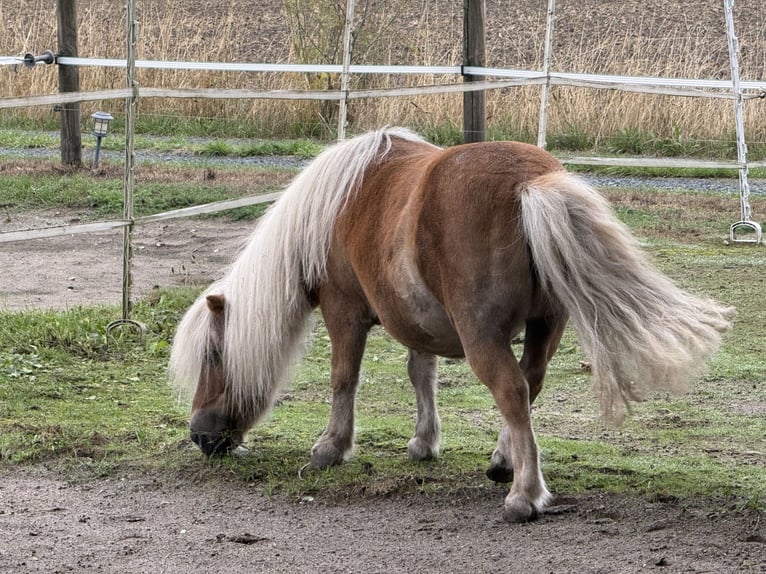 Shetland Ponys Merrie 18 Jaar 85 cm Champagne in RhedeRhede