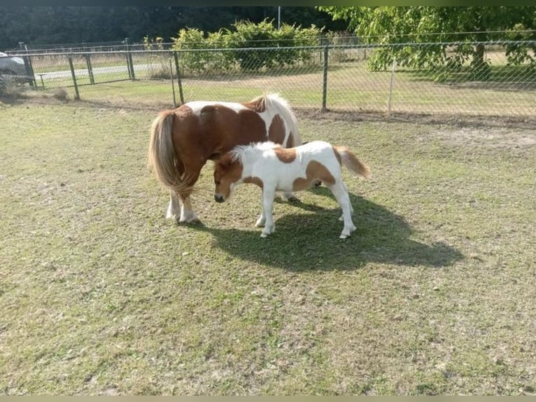 Shetland Ponys Merrie 18 Jaar 90 cm in Freren