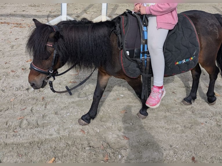 Shetland Ponys Merrie 18 Jaar 95 cm Donkerbruin in BönenBönen