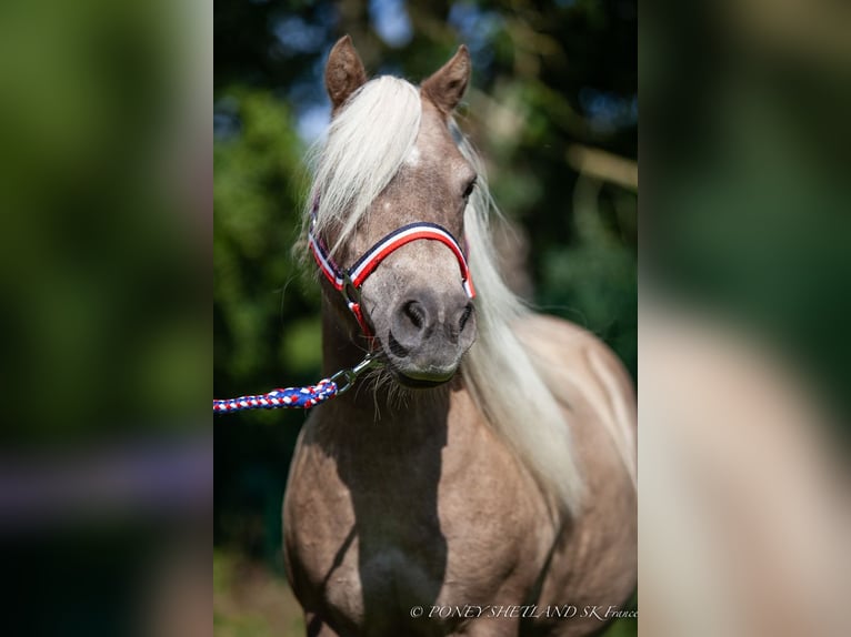 Shetland Ponys Merrie 19 Jaar 100 cm Vos in DEAUVILLE