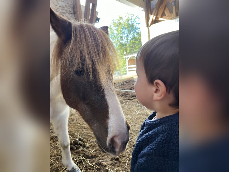 Shetland Ponys Merrie 19 Jaar 105 cm Gevlekt-paard in Dautphetal