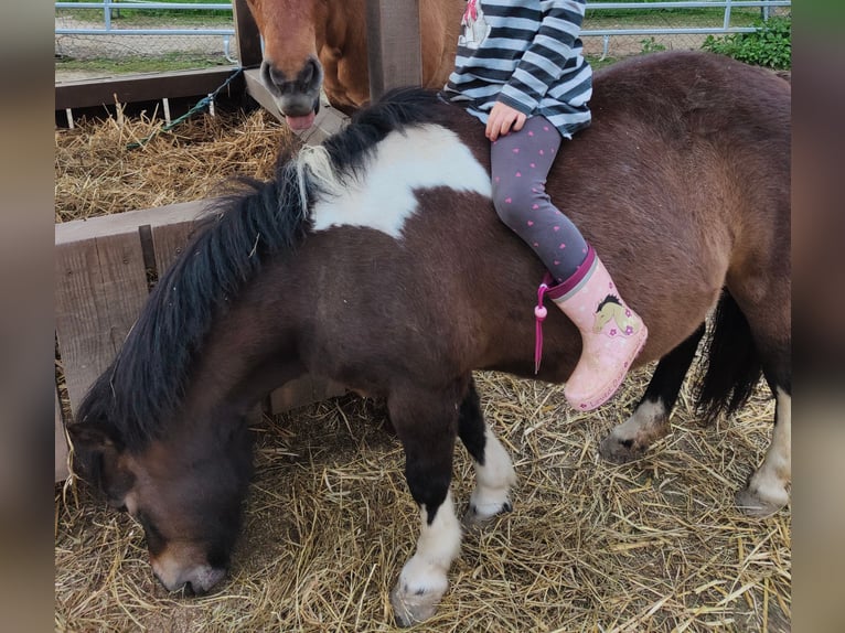 Shetland Ponys Merrie 19 Jaar 110 cm in Gleichen