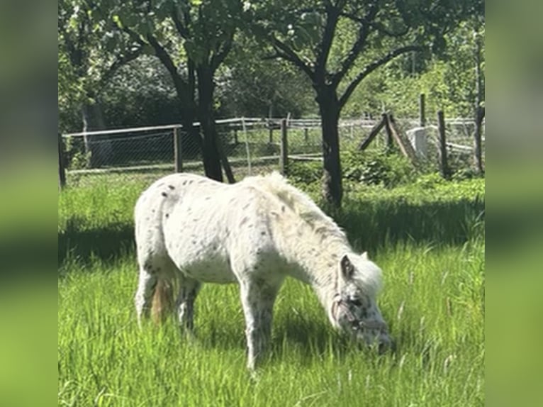 Shetland Ponys Mix Merrie 19 Jaar 113 cm Appaloosa in Ennigerloh